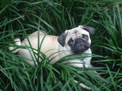 Jungle Pug