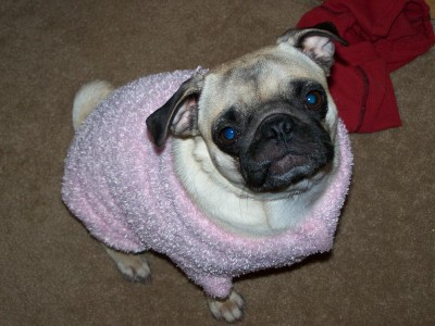 Pretty Pink Pug