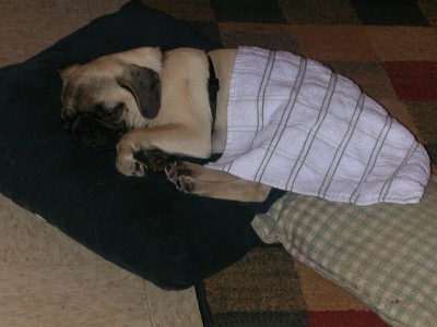 sleepy pug