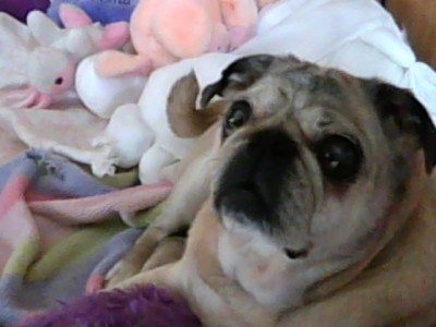 my darla girl