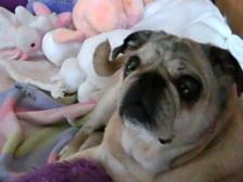 my darla girl