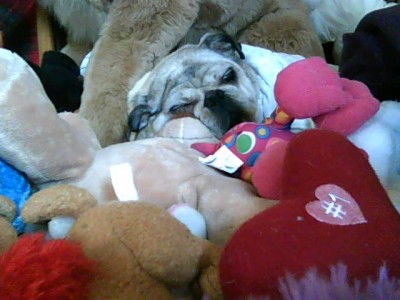 my darla