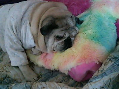 darla and her pillow