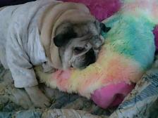 darla and her pillow
