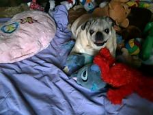 miss yappy