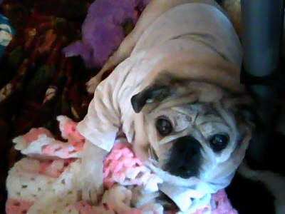 my darla