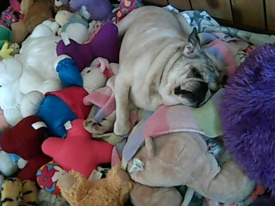 my darla