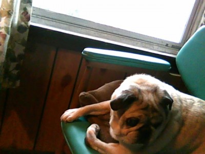 my darla