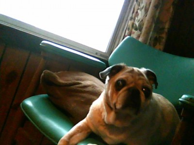 miss darla