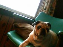 miss darla