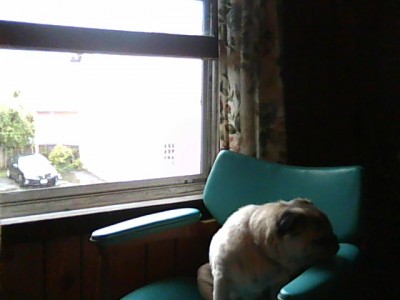 depressed pug