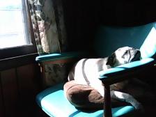 sunning himself