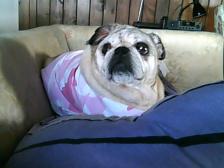 my darla