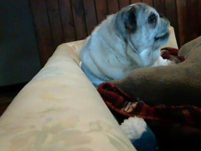 my darla