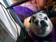 my darla