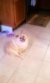 Piggy B.