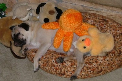 Piper sleeping with animals