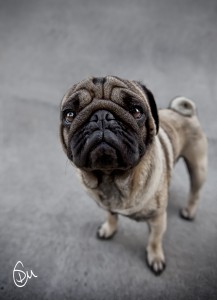 Neighbors Pug