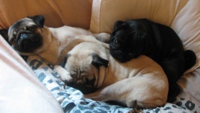 Happiness is a Pug Pile!