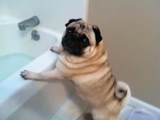 Reubens Bathtime