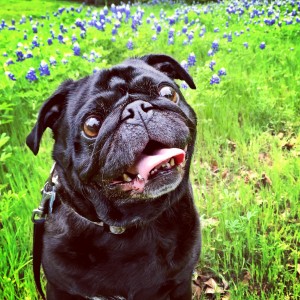 Stopping to Smell the Bluebonnets