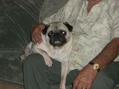 The King of All Pugs