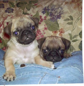 Sadie and Sophie's baby picture