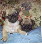 Sadie and Sophie's baby picture