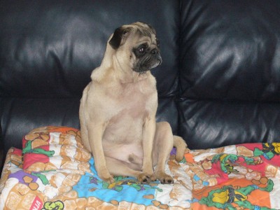 Sam (Is this a Pug sit or what?)