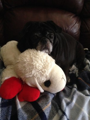 Shiloh and Lambchop