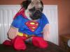 Superdog