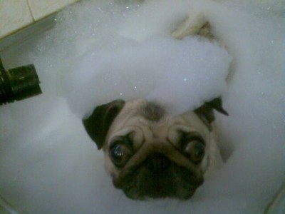 Bubblehead
