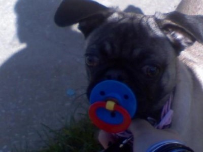 Tigger with her binkie
