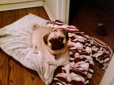 Toby