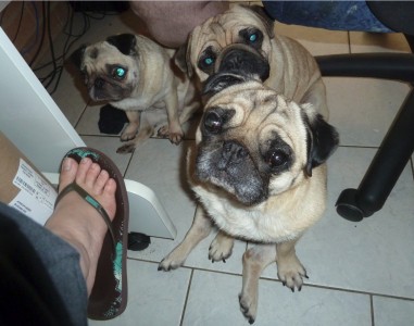 Hiroshi, Karsen and Chico