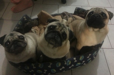 The 3 Little Pigs