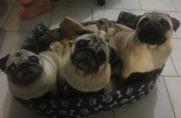 The 3 Little Pigs