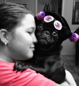 love my spiderpug