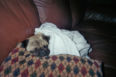 It's tough being a pug!