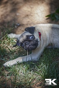 Pug in the grass.