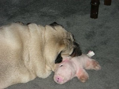 A pug and his pig...it's a beautiful thing.