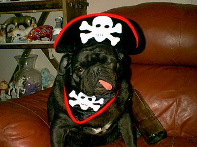 A Pug Pirate