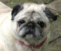 lexilou the sweetest pug ever!!