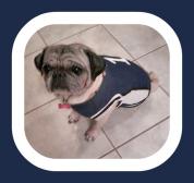 sports fan