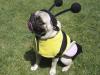 Bumble Bee Cujo