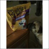 Beggin for beggin strips ; It's BACON!