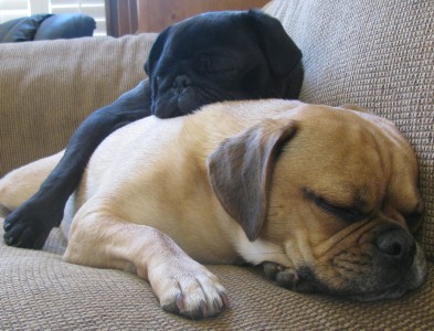Pugsley blanket