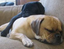 Pugsley blanket