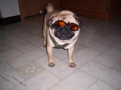 Take these doggles off
