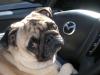 Pug Driver